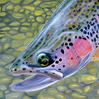 Fly Fishing Paintings of Doug McKnight